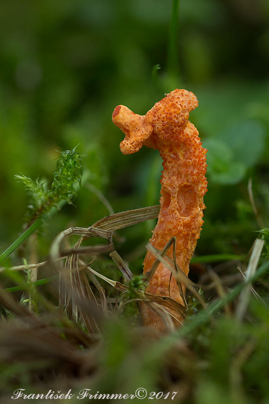 žezlovka hmyzová Cordyceps militaris (Fr.) Link