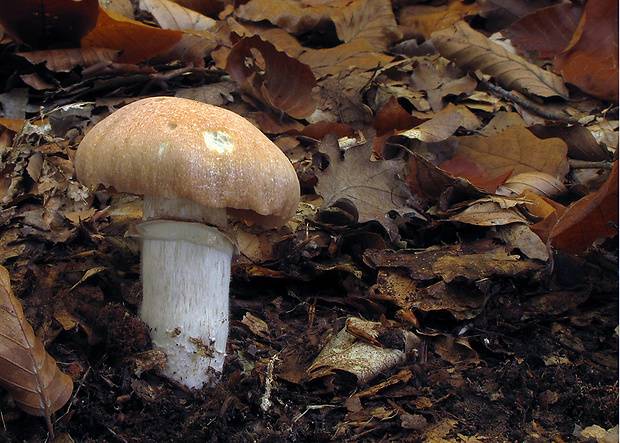 pavučinovec inovaťový Cortinarius caperatus (Pers.) Fr.