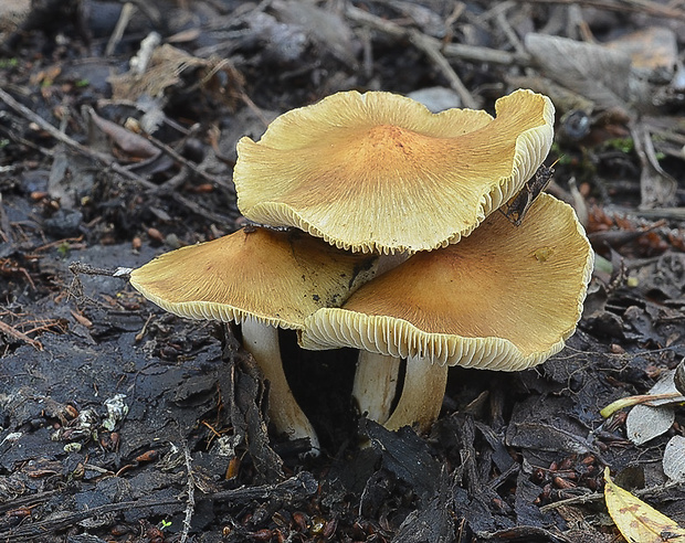 vláknica Inocybe sp.?