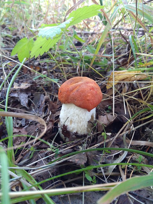 kozák osikový Leccinum albostipitatum den Bakker & Noordel.