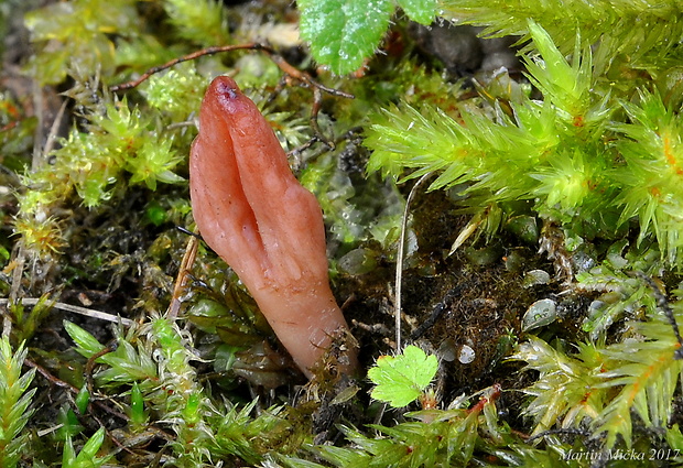 drobnojazýček Microglossum sp.