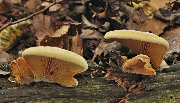 hlivník hniezdovitý Phyllotopsis nidulans (Pers.) Singer