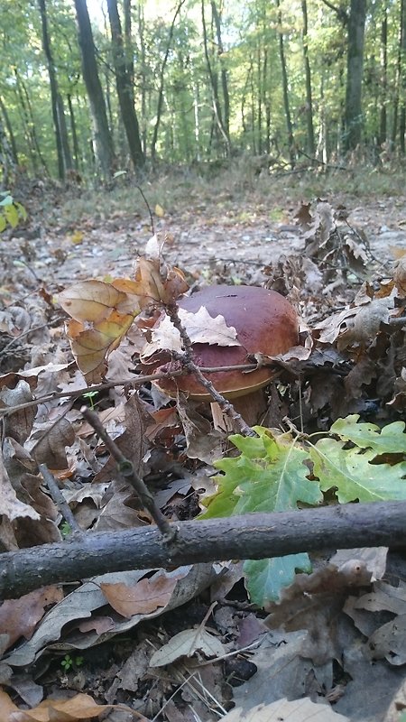 neidentifikovaná huba