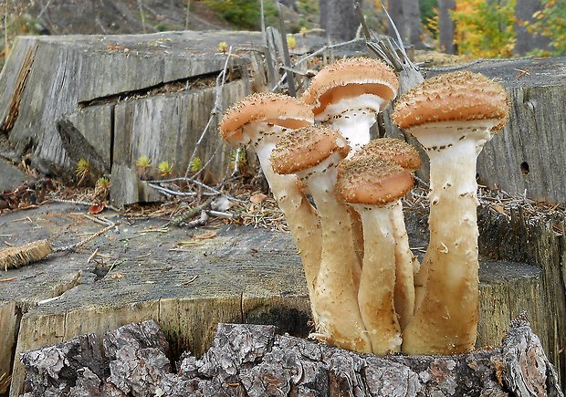 podpňovka tmavá Armillaria ostoyae (Romagn.) Herink