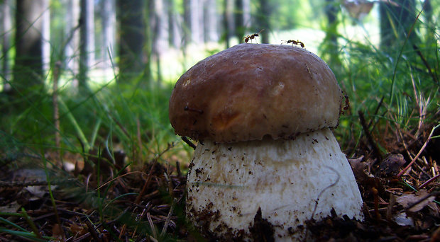 hríb smrekový Boletus edulis Bull.