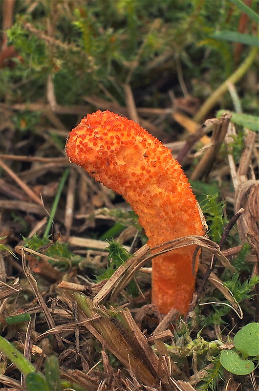 žezlovka hmyzová Cordyceps militaris (Fr.) Link