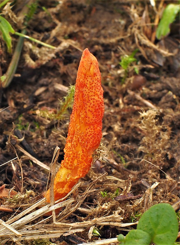 žezlovka hmyzová Cordyceps militaris (Fr.) Link