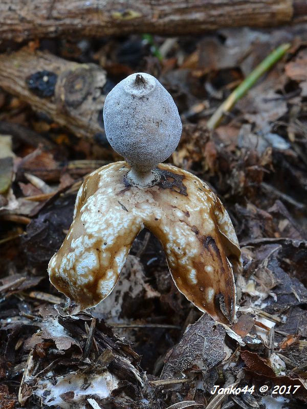 hviezdovka klenbová Geastrum fornicatum (Huds.) Hook.