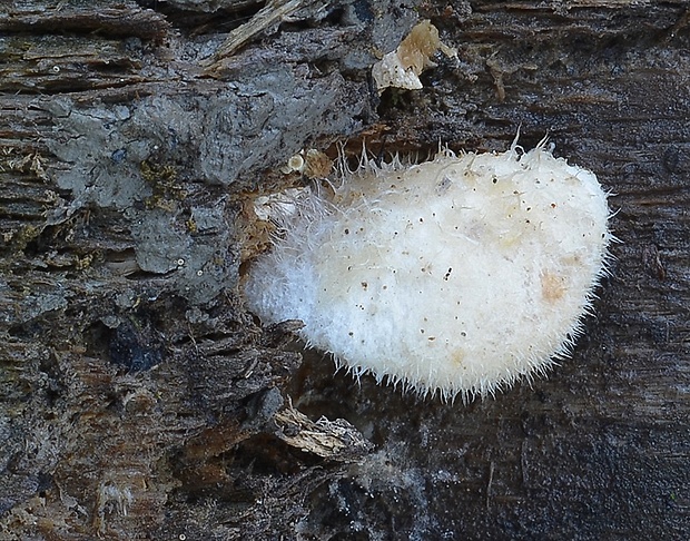 lastúrka plstnatá Hohenbuehelia mastrucata (Fr.) Singer