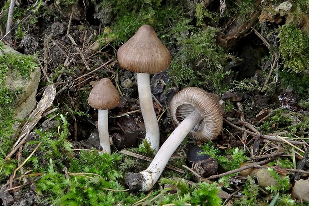 vláknica celistvookrajová Inocybe flocculosa (Berk.) Sacc.