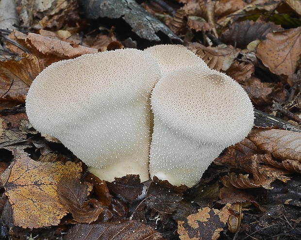 prášnica Lycoperdon sp.