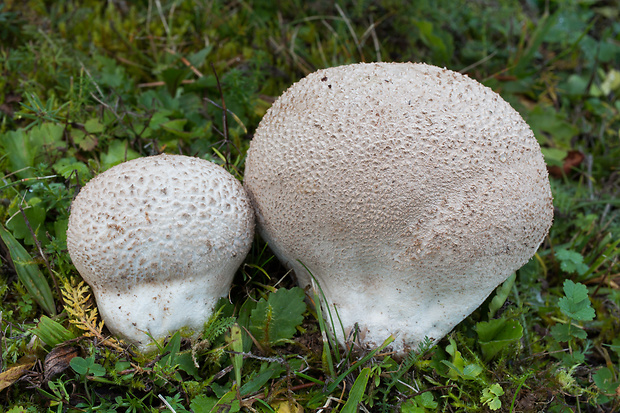 rozpadavec dlabaný Lycoperdon utriforme Bull.