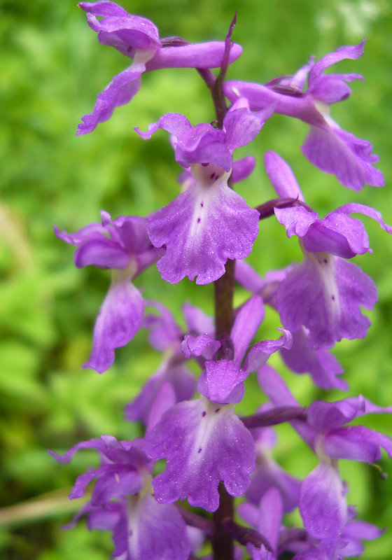 vstavač mužský poznačený Orchis mascula subsp. signifera (Vest) Soó