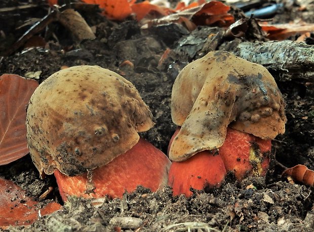 hríb zrnitohlúbikový Sutorius luridiformis (Rostk.) G. Wu & Zhu L. Yang