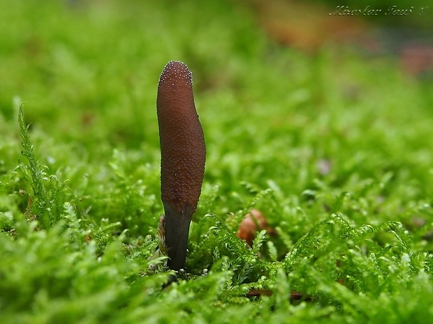 žezlovka srnková Tolypocladium ophioglossoides (J.F. Gmel.) Quandt, Kepler & Spatafora