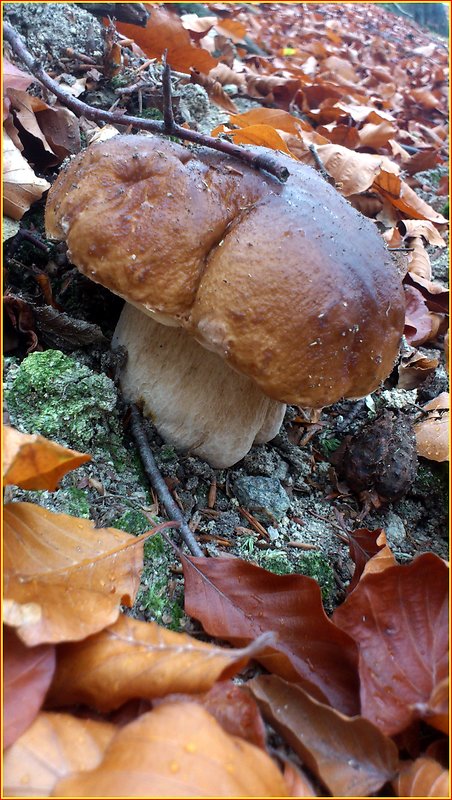 hríb smrekový Boletus edulis Bull.