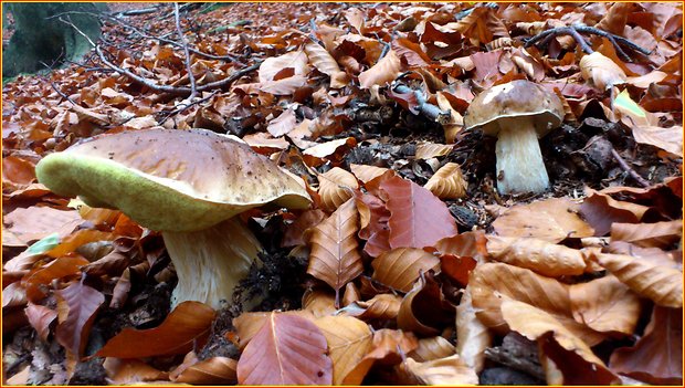 hríb smrekový Boletus edulis Bull.