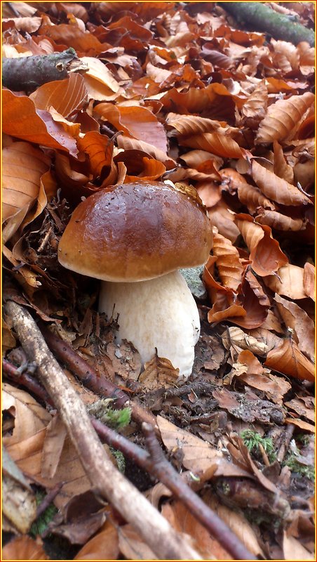 hríb smrekový Boletus edulis Bull.