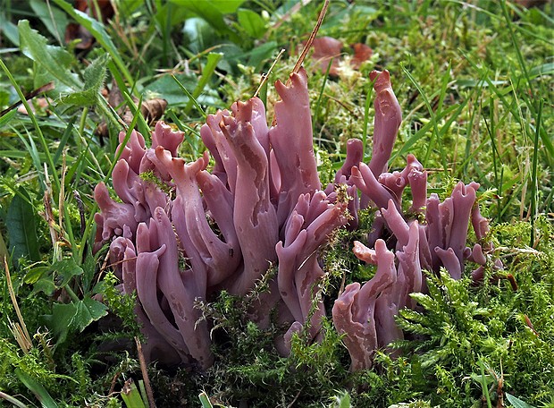 kyjačik Zollingerov Clavaria zollingeri Lév.