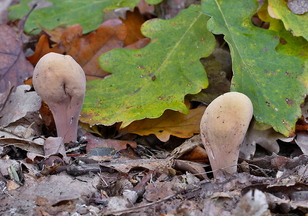 kyjak obrovský Clavariadelphus pistillaris (Fr.) Donk