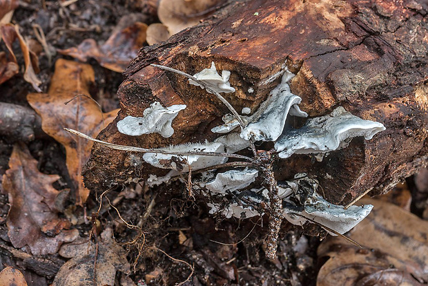 šťavnatec modrastý Cyanosporus caesius (Schrad.) McGinty