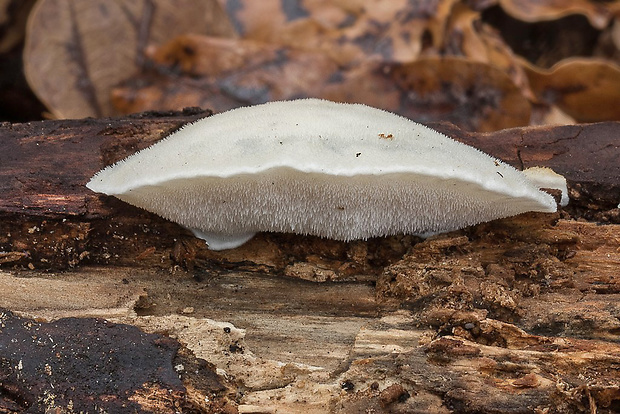 šťavnatec modrastý Cyanosporus caesius (Schrad.) McGinty