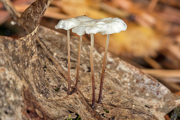 tanečnica listová Marasmius cf. epiphyllus (Pers.) Fr.