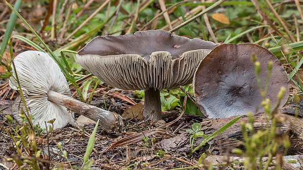 tmavuľka obyčajná Melanoleuca cf. melaleuca (Pers.) Murrill