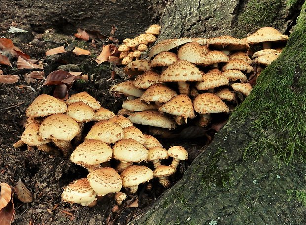 šupinovka šupinatá Pholiota squarrosa (Vahl) P. Kumm.