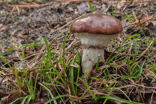 masliak obyčajný Suillus luteus (L.) Roussel