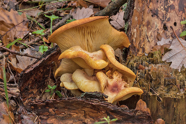 čírovec úhľadný Tricholomopsis sp.