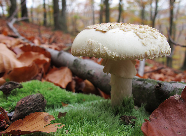 muchotrávka citrónovožltá Amanita citrina Pers.