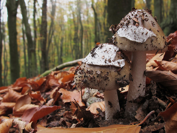 muchotrávka pošvatá Amanita vaginata (Bull.) Lam.