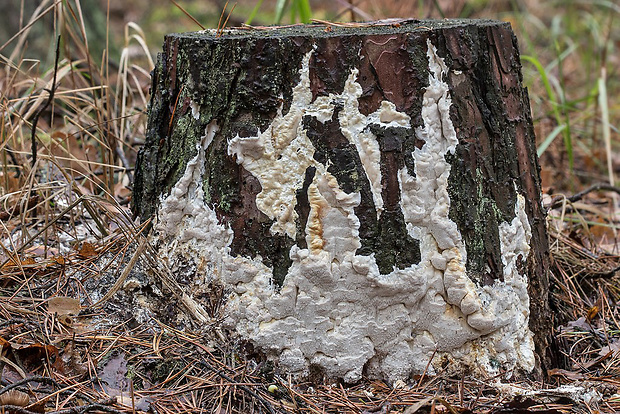 trúdnikovček rozliaty Antrodia gossypium (Speg.) Ryvarden