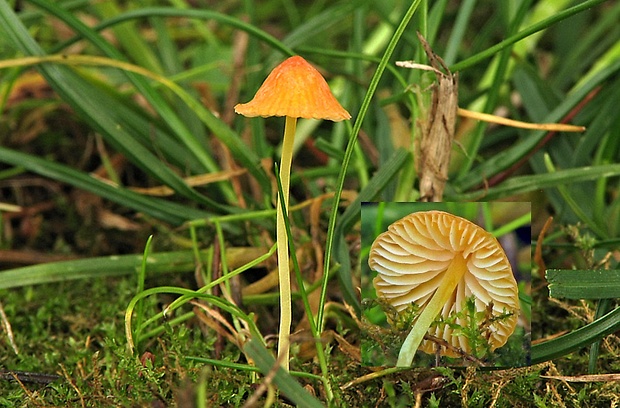 prilbička zorničková Atheniella adonis (Bull.) Redhead, Moncalvo, Vilgalys, Desjardin & B.A. Perry