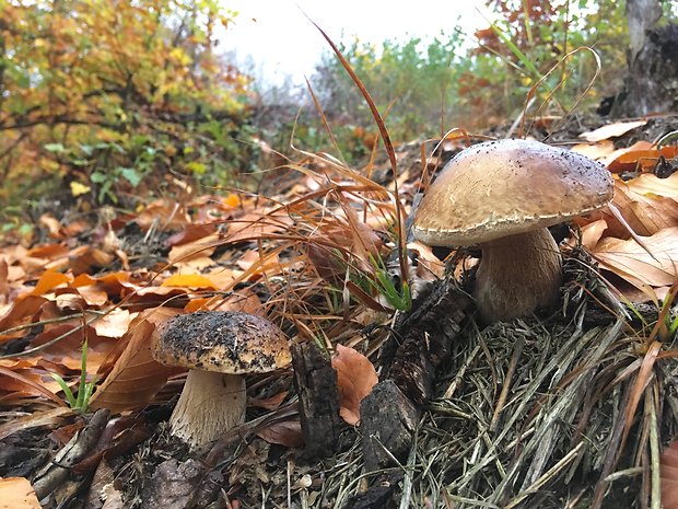 hríb smrekový Boletus edulis Bull.