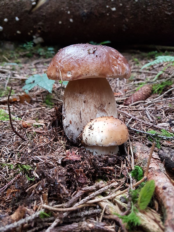 hríb smrekový Boletus edulis Bull.