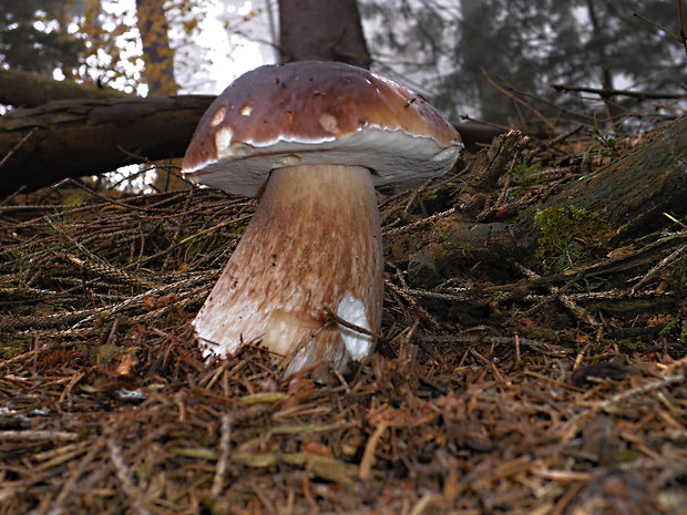 hríb smrekový Boletus edulis Bull.