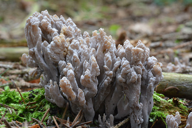 konárovka popolavá Clavulina cinerea (Bull.) J. Schröt.