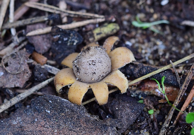 hviezdovka kvetovitá Geastrum floriforme Vittad.