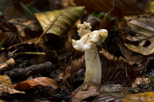 chriapač kučeravý Helvella crispa (Scop.) Fr.