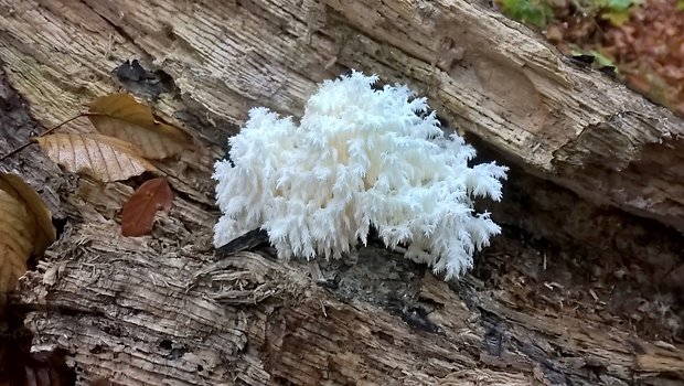 koralovec bukový Hericium coralloides (Scop.) Pers.