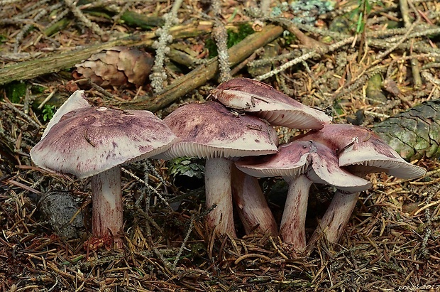 šťavnačka červenkastá Hygrophorus erubescens (Fr.) Fr.