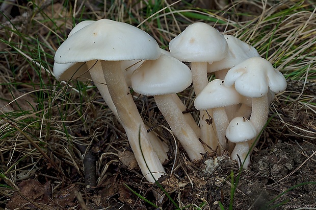 šťavnačka brezová Hygrophorus hedrychii (Velen.) K. Kult