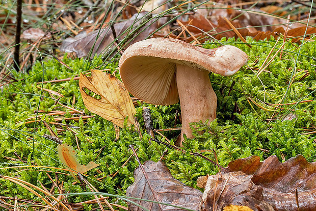 rýdzik Lactarius sp.