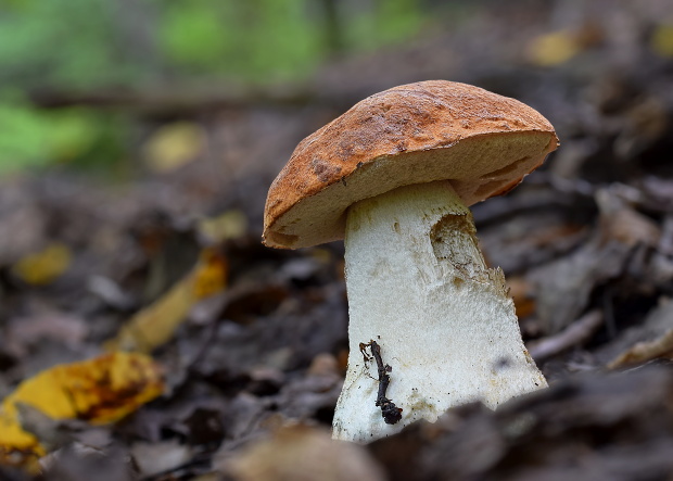 kozák osikový Leccinum albostipitatum den Bakker & Noordel.