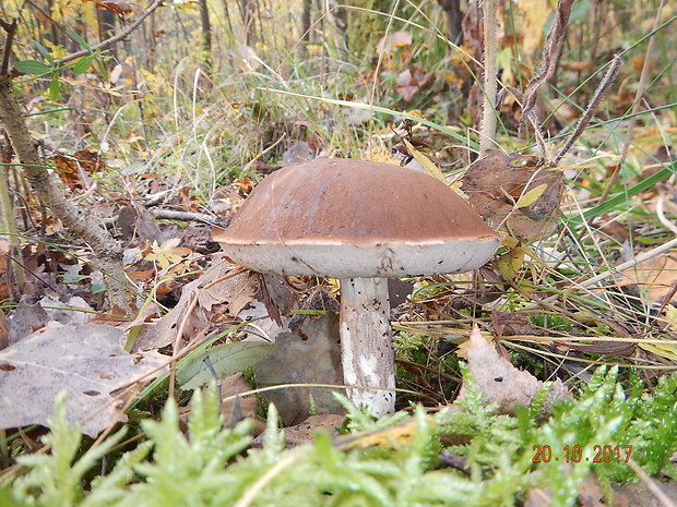 kozák topoľový Leccinum duriusculum (Schulzer ex Kalchbr.) Singer