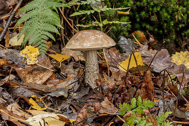 kozák brezový Leccinum scabrum (Bull.) Gray