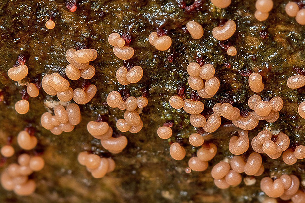 slizovka Myxomycetes