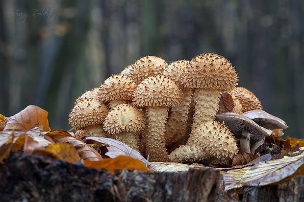 šupinovka šupinatá Pholiota squarrosa (Vahl) P. Kumm.